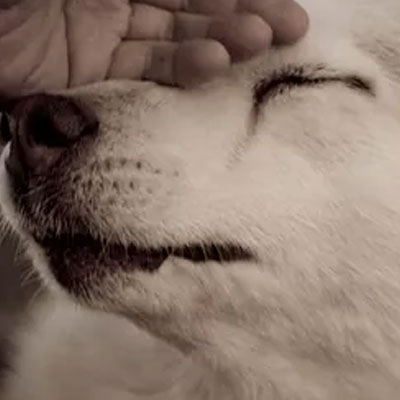Euthanasia Resources