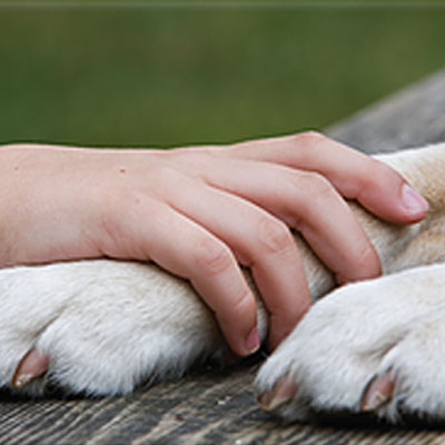 Plan Ahead for Pet Loss